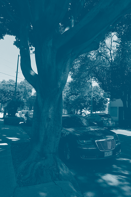 Árbol gigante durante recorrido en Coyoacán